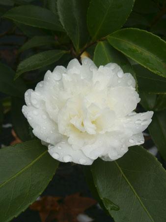 Snow Flurry Winter Hardy Camellia Camellia x 'Snow Flurry' from Pender Nursery
