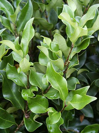 Recurve Wavy Leaf Privet Ligustrum japonicum Recurvifolium from Pender Nursery