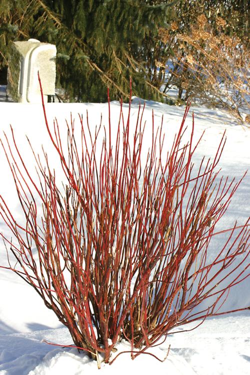 Arctic Fire® Redtwig Dogwood Cornus sericea Arctic Fire Red® PP#18523 from Pender Nursery