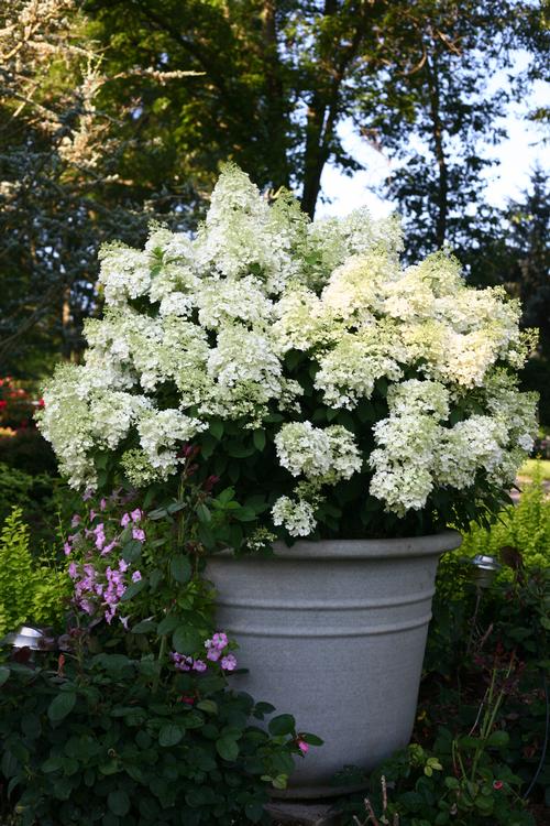 Bobo® Hardy Hydrangea Hydrangea paniculata Bobo® PP#22782 from Pender Nursery