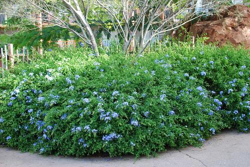 Imperial Blue Cape Plumbago Plumbago capensis Imperial Blue from Pender Nursery