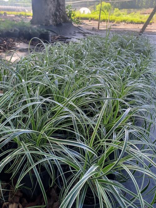 Feather Falls Sedge Carex oshimensis 'Feather Falls' from Pender Nursery