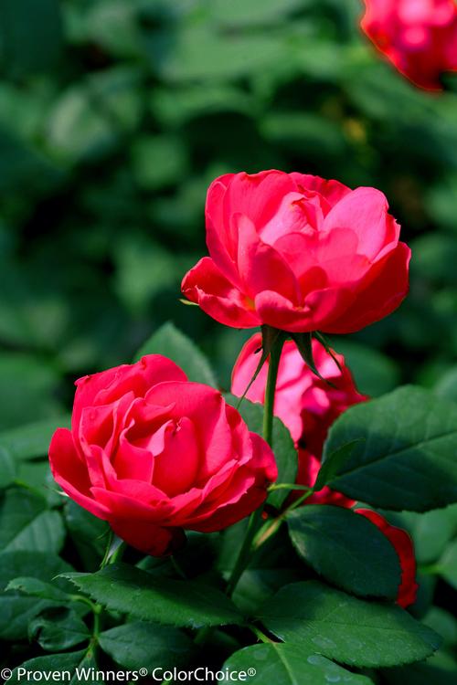 Oso Easy® Double Red® Rose Rosa Double Red® PP#26298 from Pender Nursery