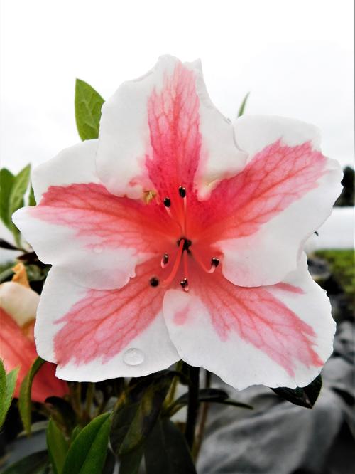 Autumn Starburst® Reblooming Azalea Rhododendron Autumn Starburst® PP#32506 from Pender Nursery