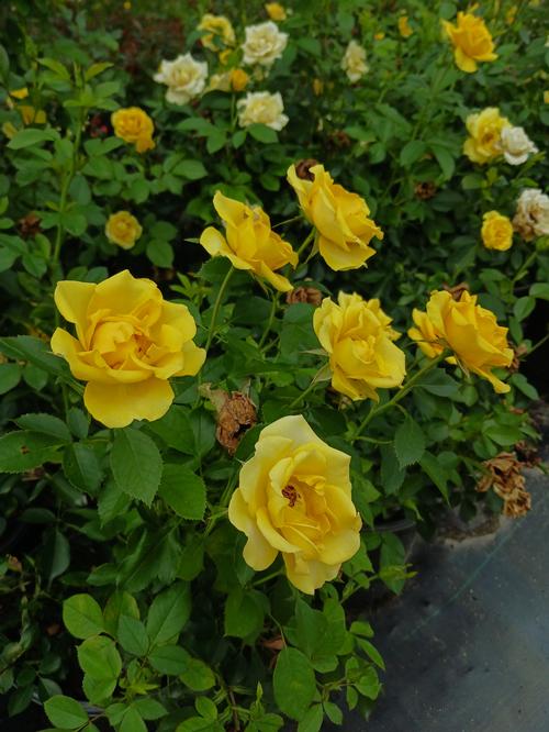 Gilded Sun™ Rose Rosa Gilded Sun™ PP#27894 from Pender Nursery